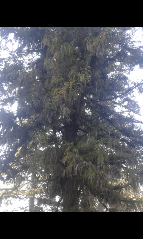 Cupressaceae:  Cryptomeria japonica